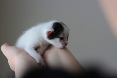 Close-up of hand holding kitten