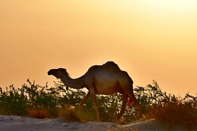 View of horse on field against sky during sunset