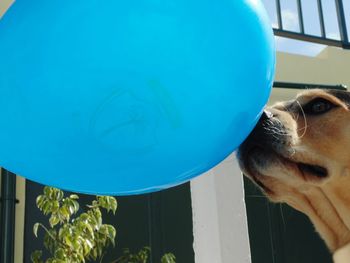 Close-up of dog against blue ball