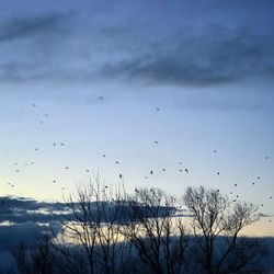 Birds flying against sky