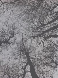 Silhouette of bare tree against sky