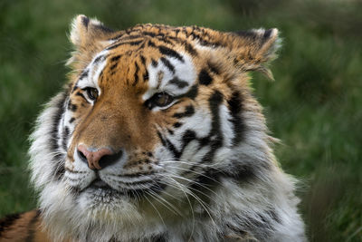 Close-up of tiger