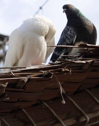 Close-up of bird perching on branch