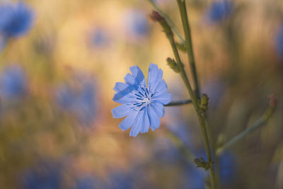 Close-up of purple flowering plant