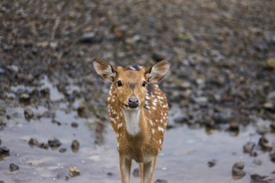 Portrait of giraffe