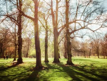 View of trees in forest