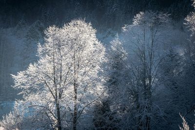 Low angle view of bare trees on snow covered land