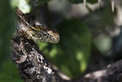 Close-up of lizard on tree trunk