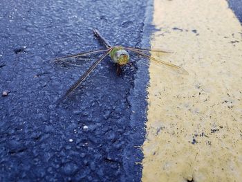 High angle view of insect on road