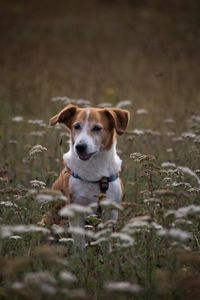 Portrait of dog looking away on field