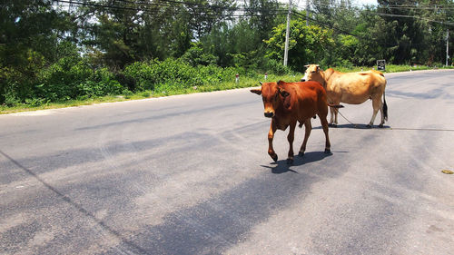 Cows on road