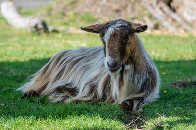 Goat in a field