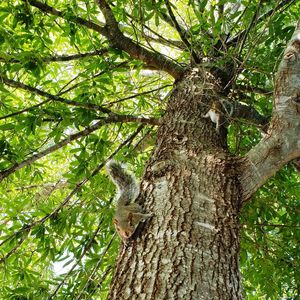 Low angle view of squirrel on tree trunk