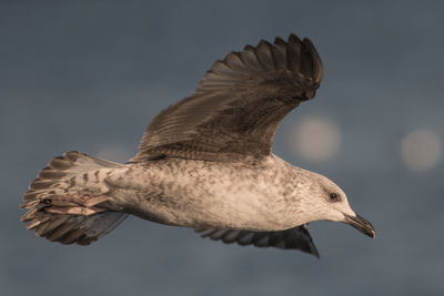 Close-up of bird flying outdoors