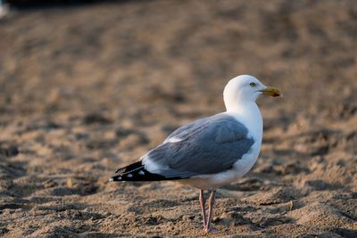 Seagull perching on a land