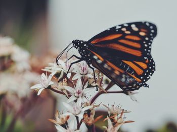 Close-up of butterfly pollinating flower