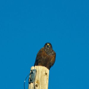 Bird perching on wood against clear blue sky