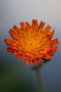 Close-up of orange marigold flower blooming against gray background
