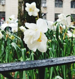 Close-up of white flowers blooming outdoors