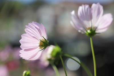 Close-up of pink flowering plant