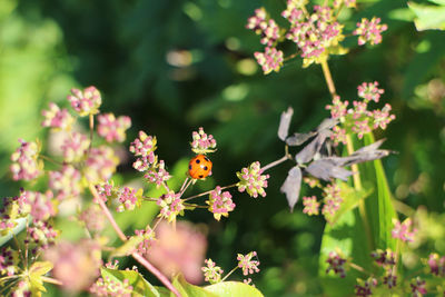 Close-up of insect on flower