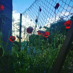 Close-up of poppy flowers against sky