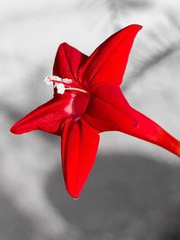 Close-up of red hibiscus flower against sky