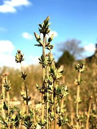 Close-up of flowering plant on field against sky