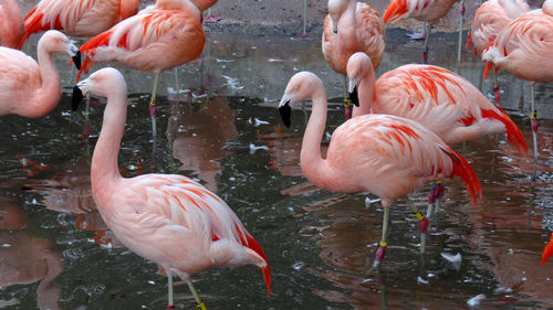 Flamingos in lake