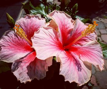 Close-up of pink hibiscus blooming outdoors