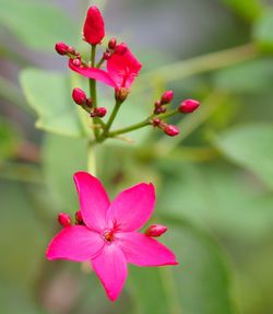 Close-up of pink flower blooming outdoors