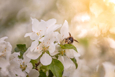 Close-up of bee pollinating on flower