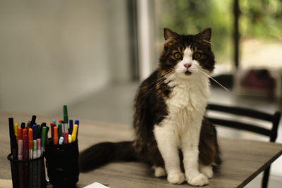 Close-up of cat sitting on table