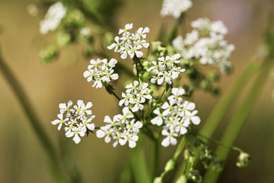 Close-up of white flowering plant