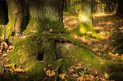 Trees growing in forest