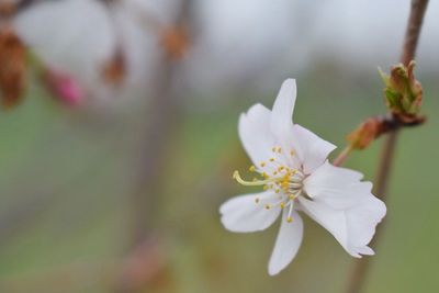 Close-up of white flowers blooming on tree