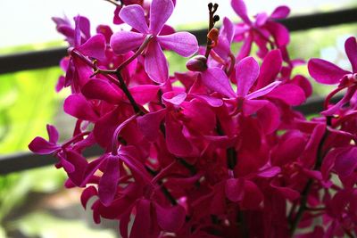 Close-up of pink bougainvillea blooming outdoors