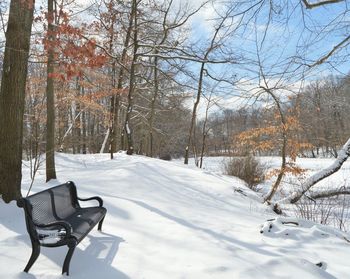 Bare trees on snow covered field