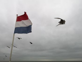 Flag and seagull netherlands
