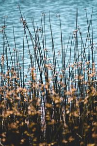 Close-up of dry plants in lake