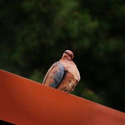 Close-up of pigeon perching on a tree