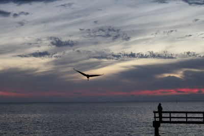 Silhouette of birds flying over sea