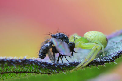 Close-up of spiders on leaf