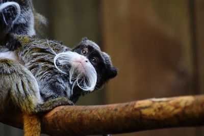 Close-up of monkey sitting on tree