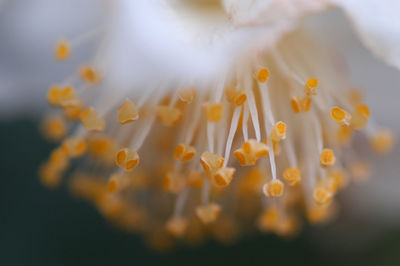 Close-up of yellow stamens