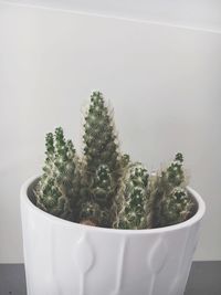 Close-up of potted plant