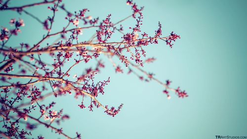 Low angle view of pink flowers blooming on tree