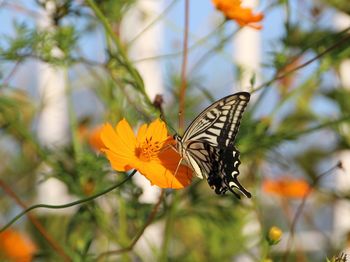 Close-up of butterfly pollinating on flower