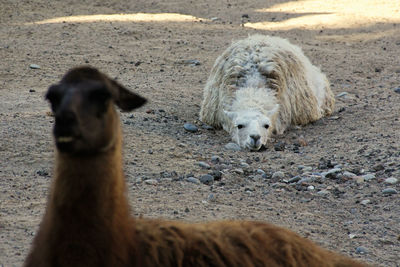 Portrait of lamas