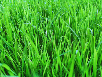 Full frame shot of fresh green field